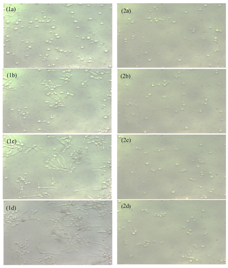 Click on image to zoom An external file that holds a picture, illustration, etc.
Object name is ijms-24-01046-g002.jpg