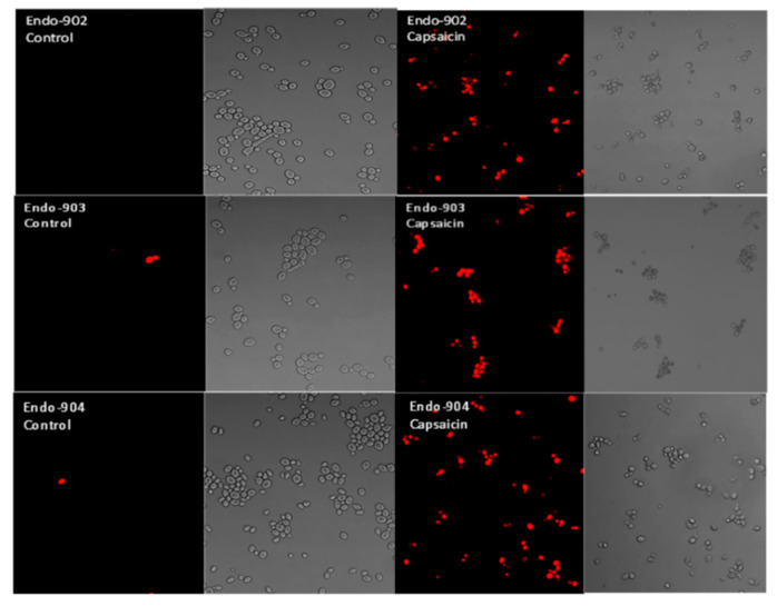 Click on image to zoom An external file that holds a picture, illustration, etc.
Object name is ijms-24-01046-g004.jpg