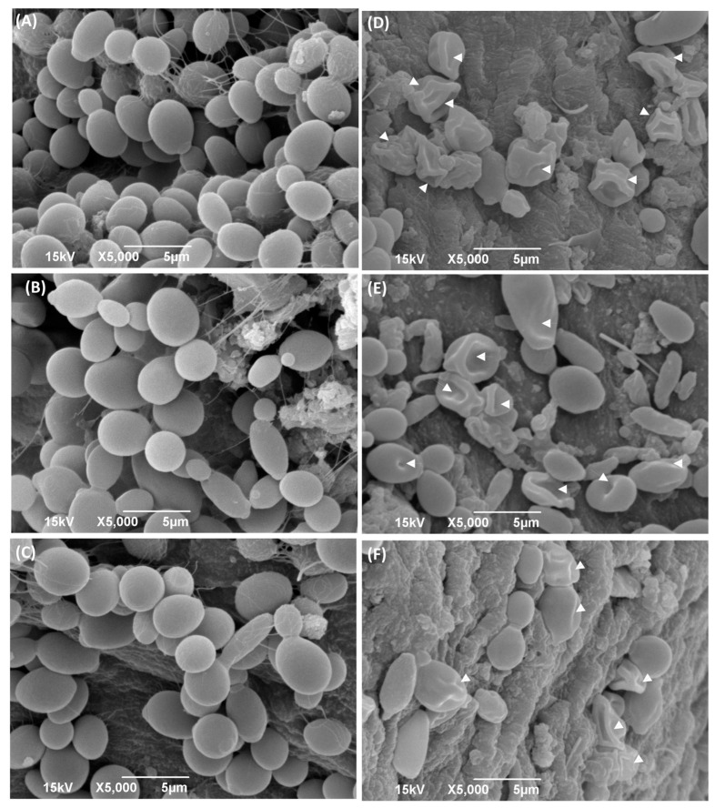 Click on image to zoom An external file that holds a picture, illustration, etc.
Object name is ijms-24-01046-g005.jpg